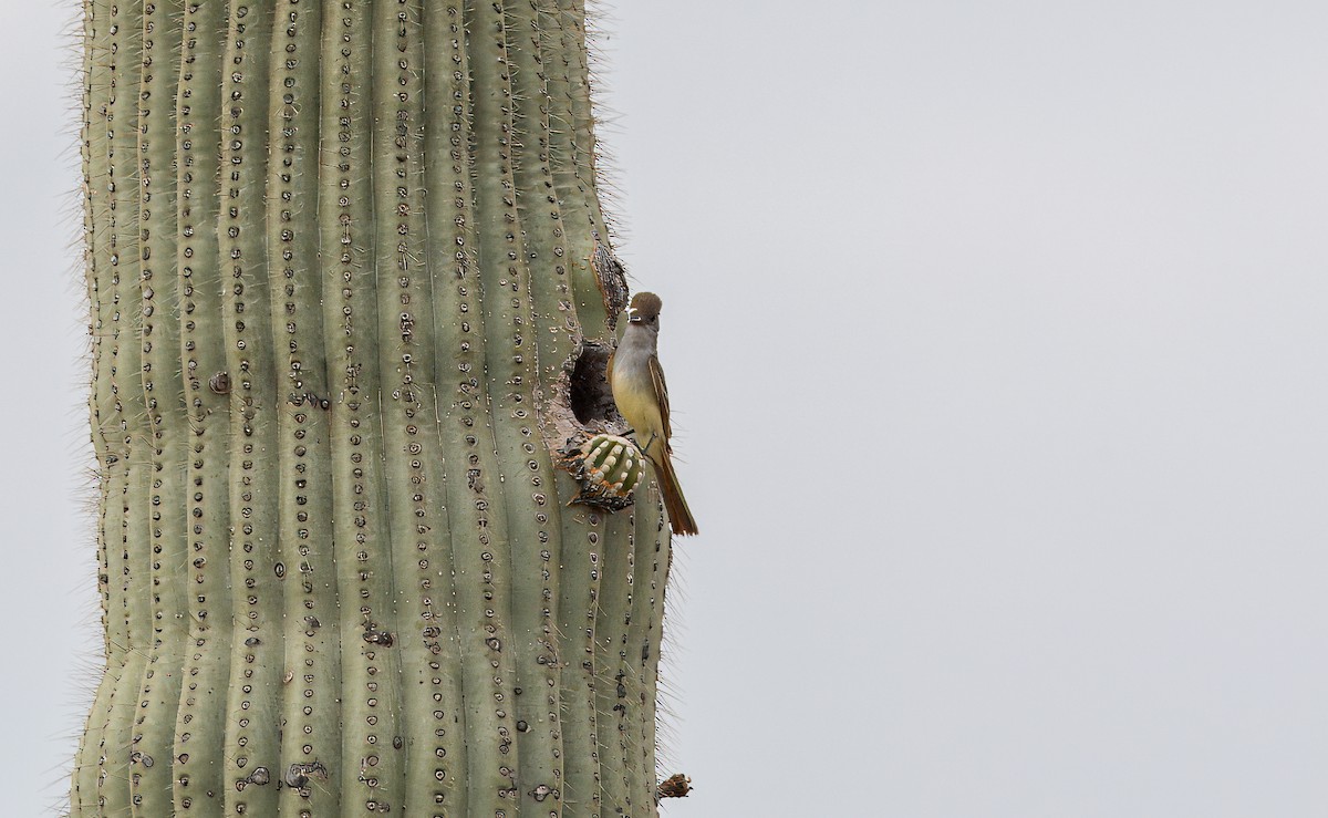 Brown-crested Flycatcher - ML620762355