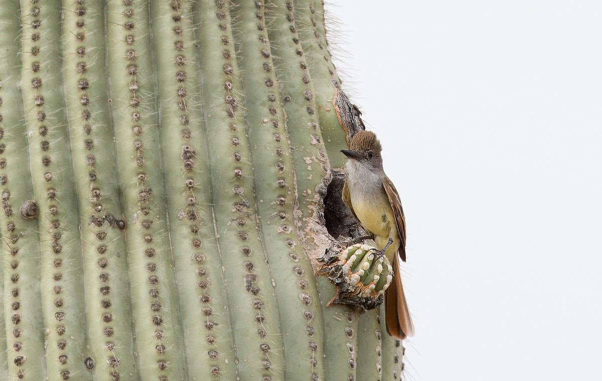 Brown-crested Flycatcher - ML620762356