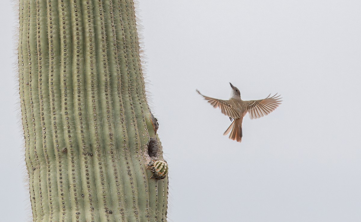 Brown-crested Flycatcher - ML620762357