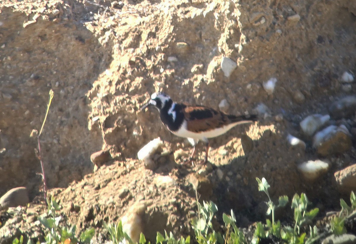 Ruddy Turnstone - ML620762362