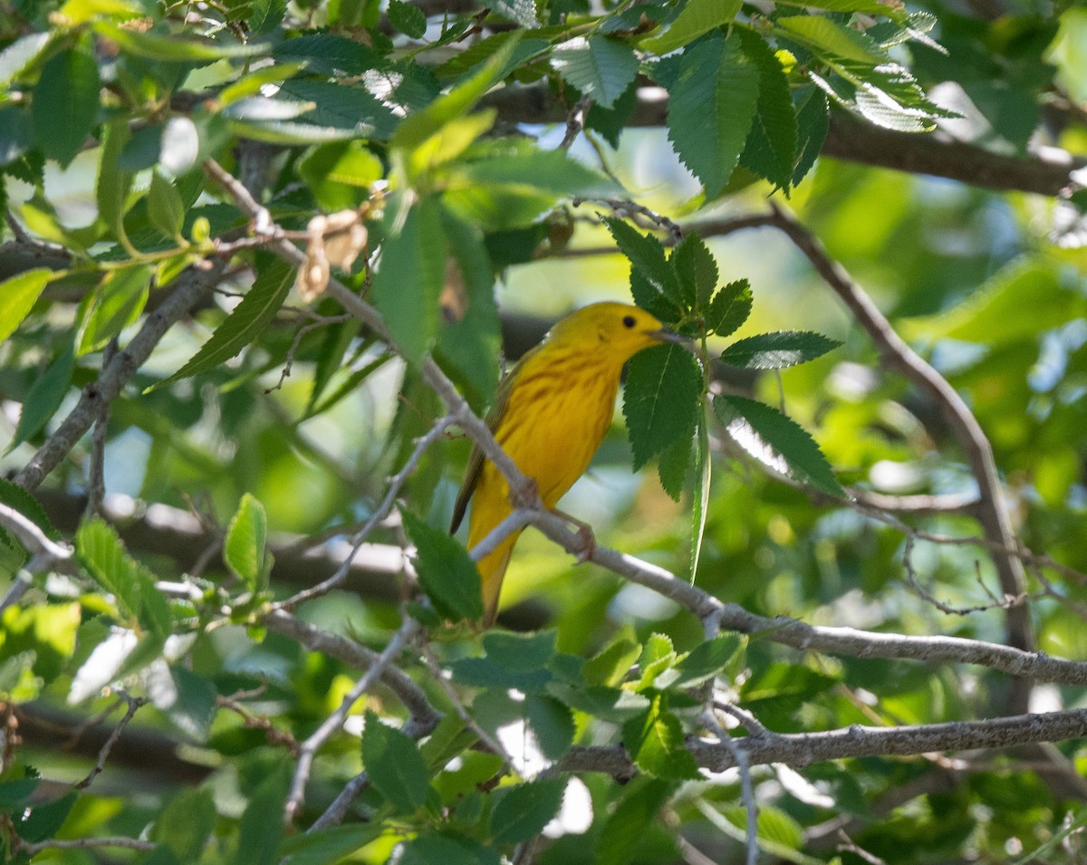 Yellow Warbler - ML620762364