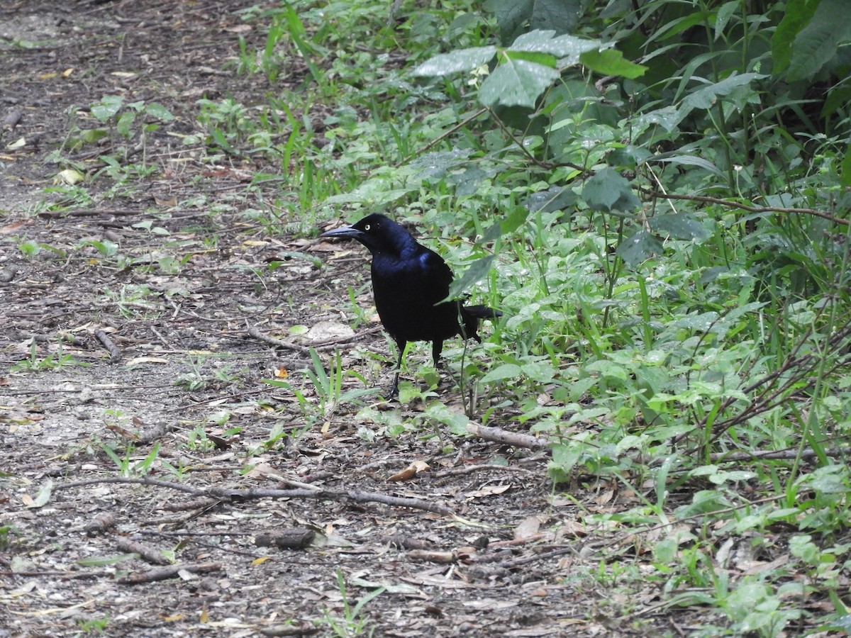 Great-tailed Grackle - ML620762365
