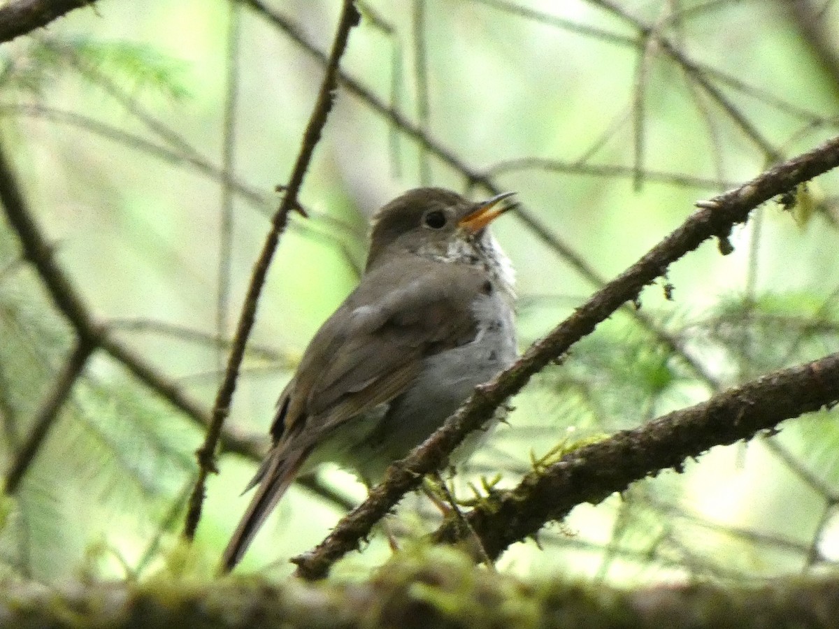 Hermit Thrush - ML620762368