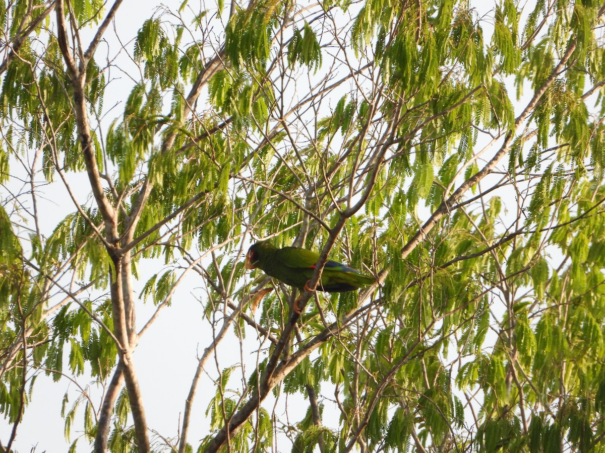 キバナボウシインコ - ML620762369