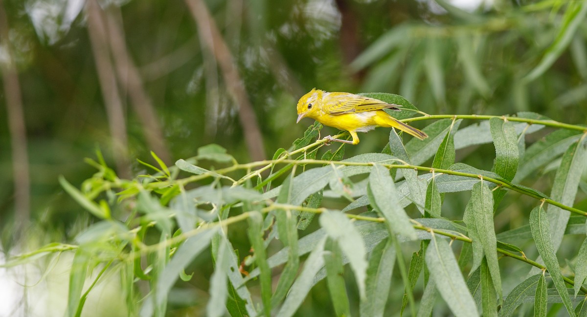 Yellow Warbler (Northern) - ML620762370