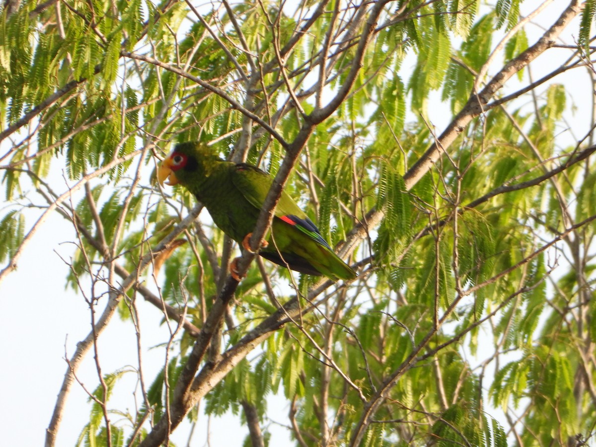 Yellow-lored Parrot - ML620762372