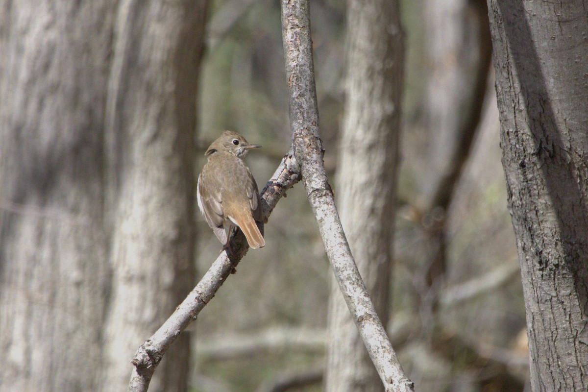 Hermit Thrush - ML620762374