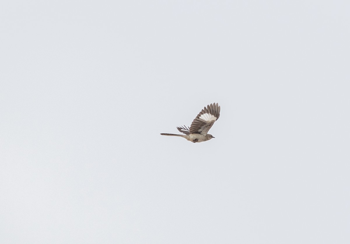 Northern Mockingbird - ML620762375