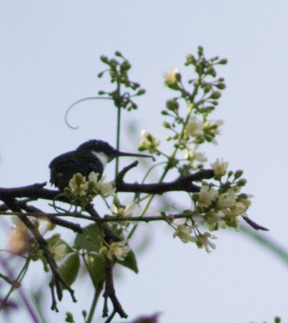 White-throated Hummingbird - ML620762378