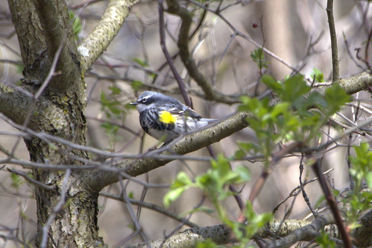 Yellow-rumped Warbler - ML620762383