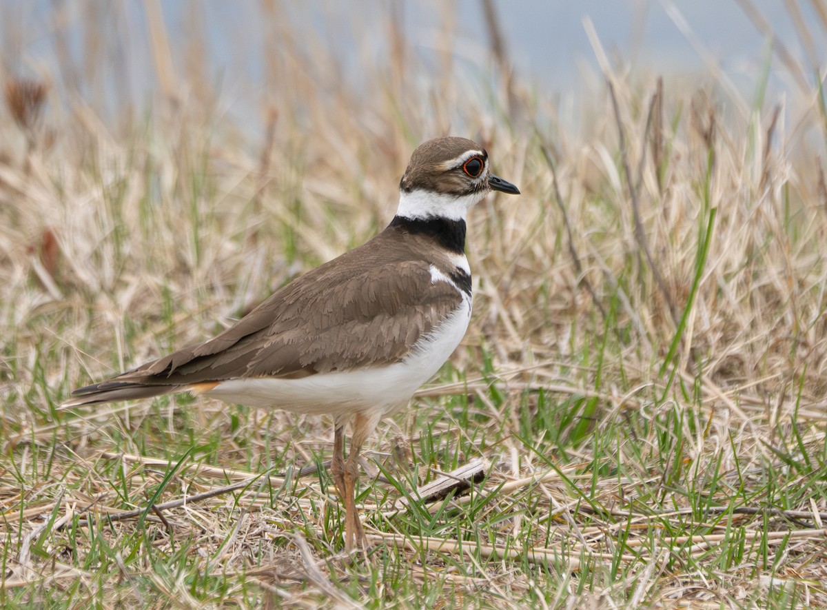 Killdeer - ML620762384