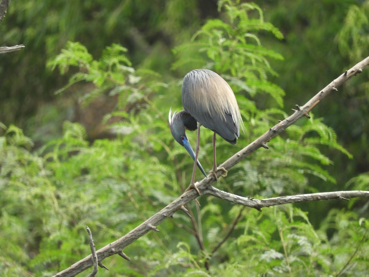 Tricolored Heron - ML620762391