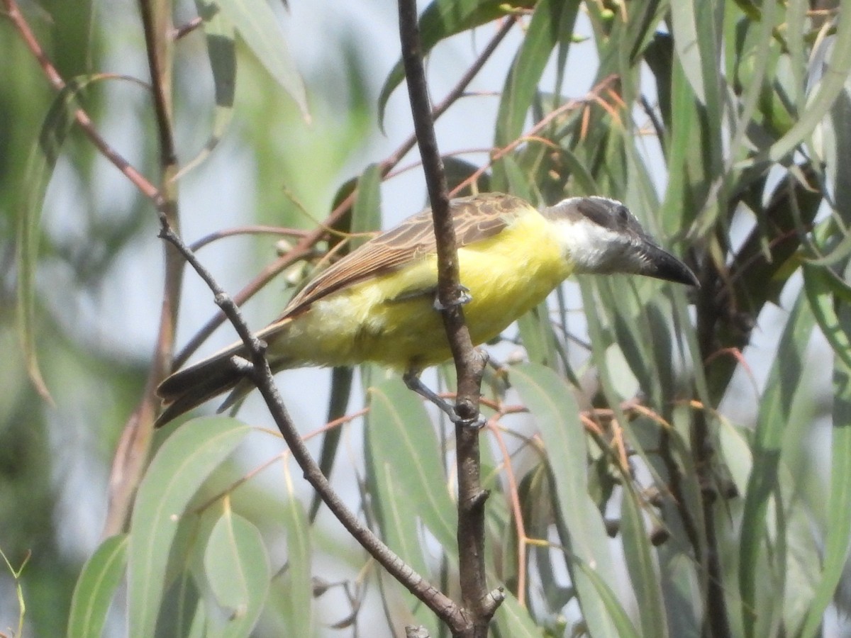 Boat-billed Flycatcher - ML620762392