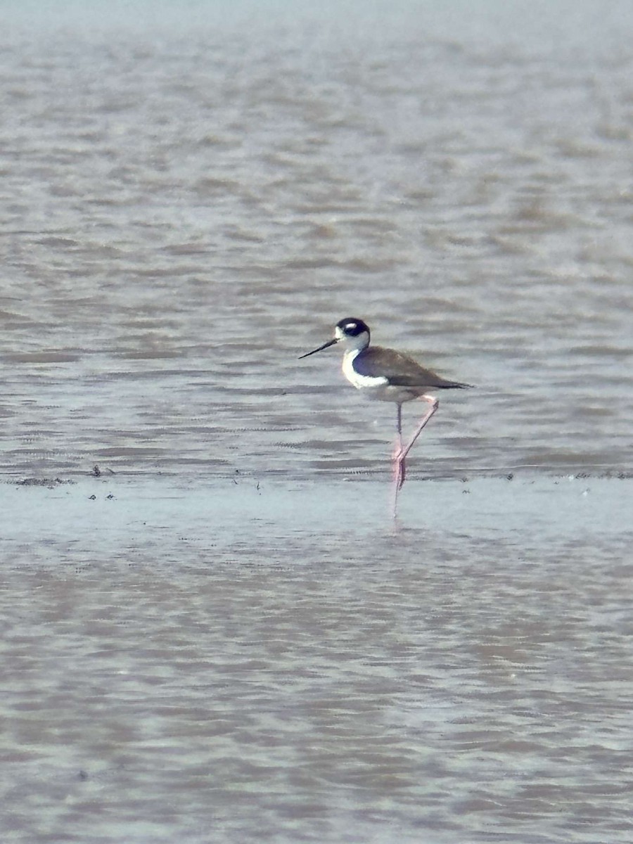 Black-necked Stilt - ML620762402