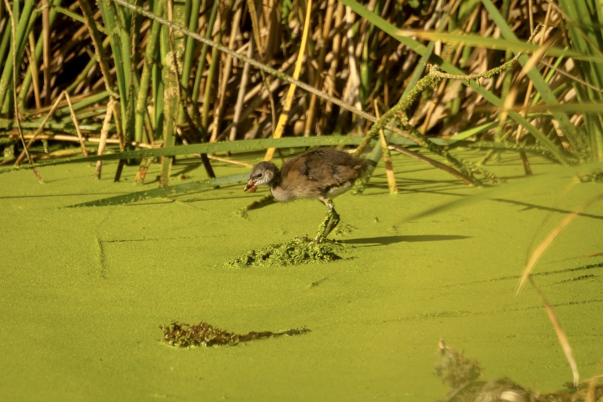 Western Swamphen - ML620762415