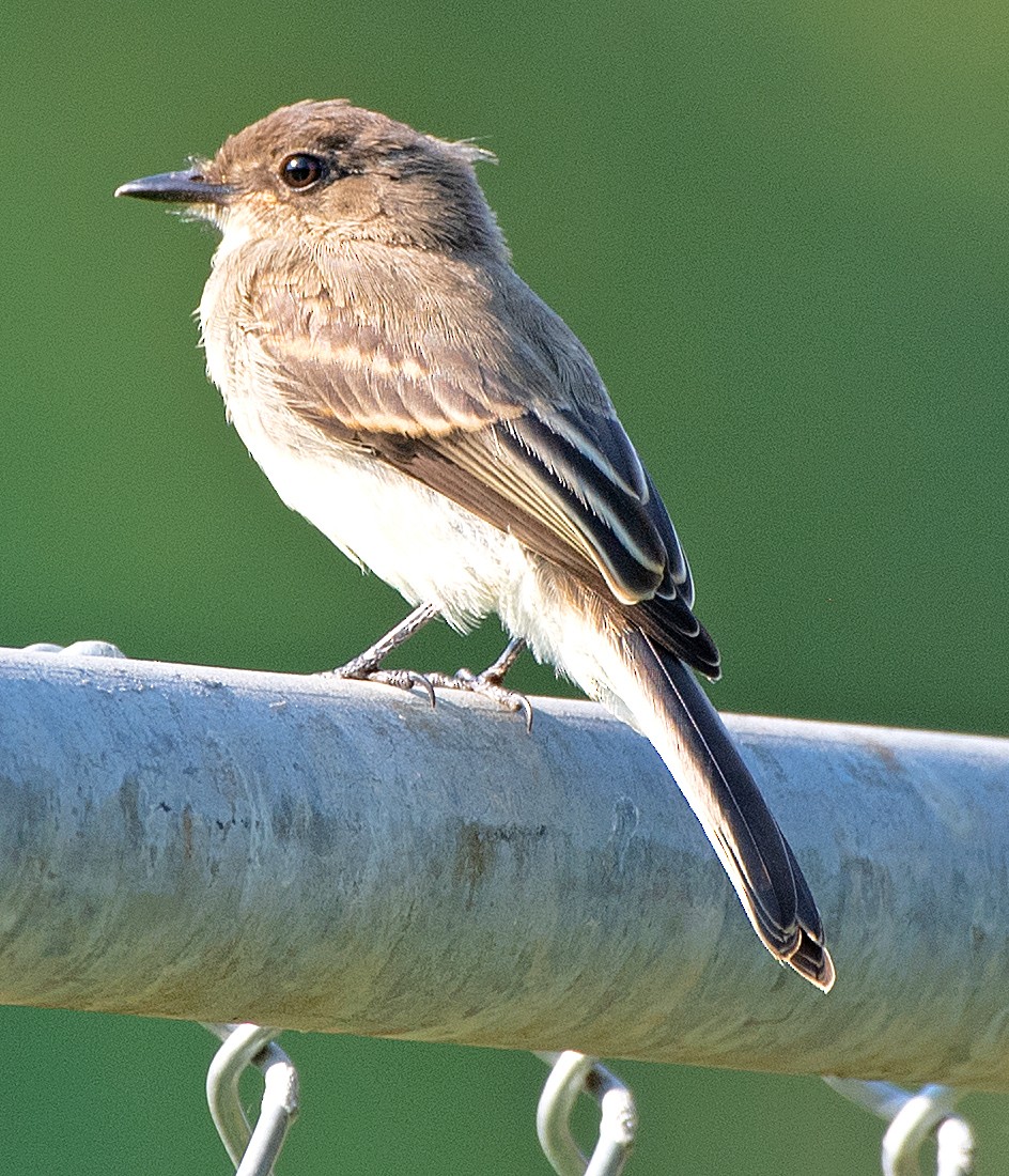 Eastern Phoebe - ML620762418