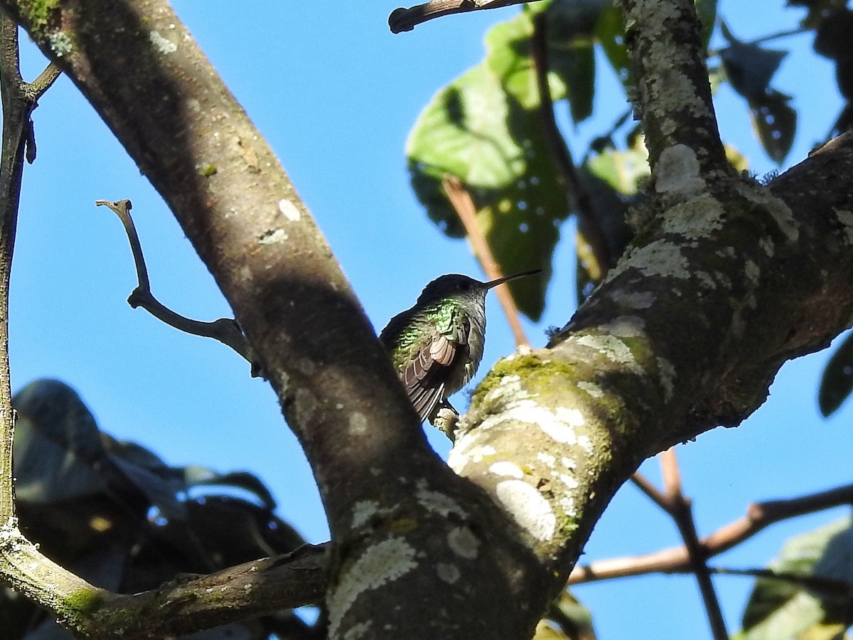 Green-and-white Hummingbird - Eduardo  Jackson