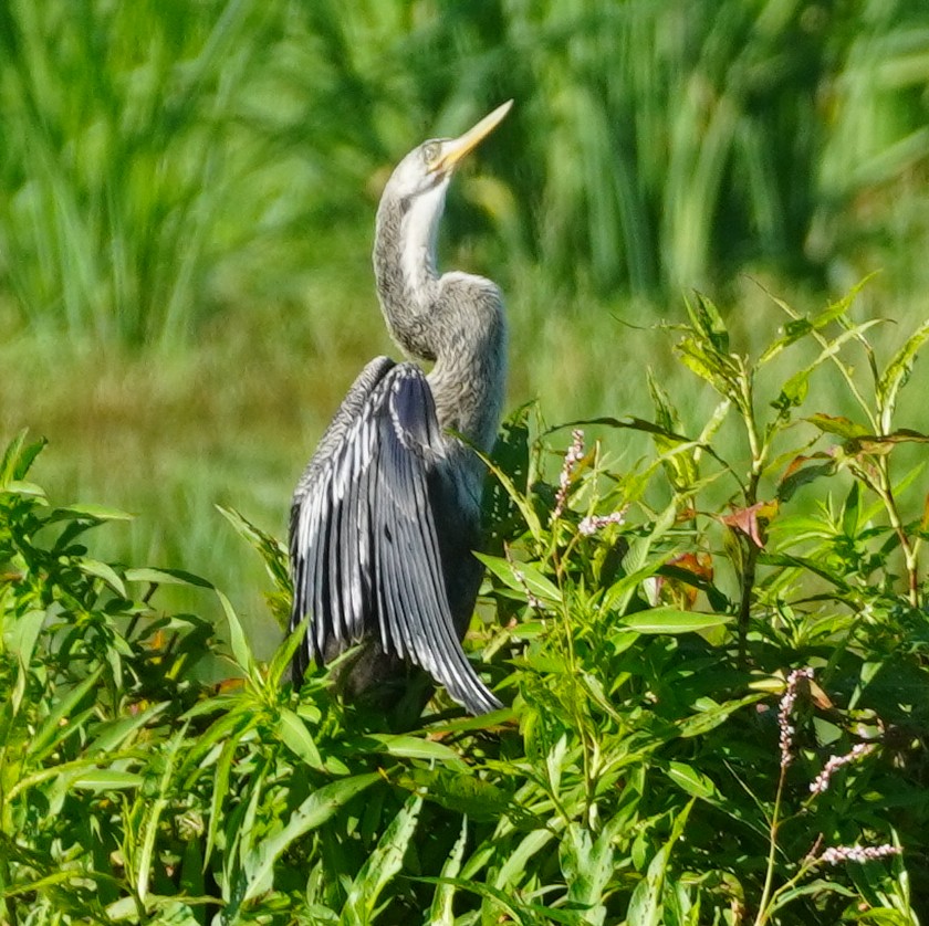 Anhinga - ML620762422