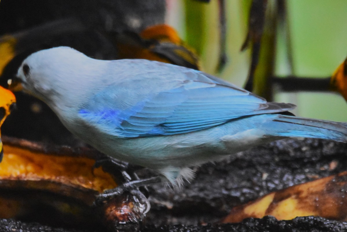 Blue-gray Tanager - ML620762425