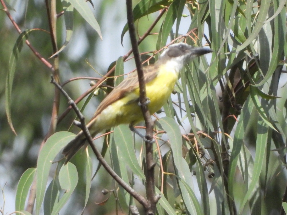 Boat-billed Flycatcher - ML620762427