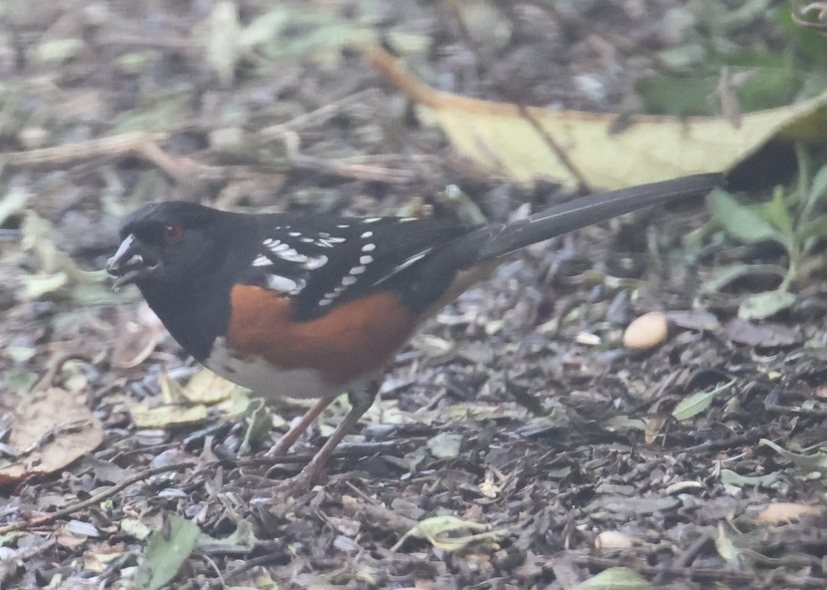 ホシワキアカトウヒチョウ - ML620762429