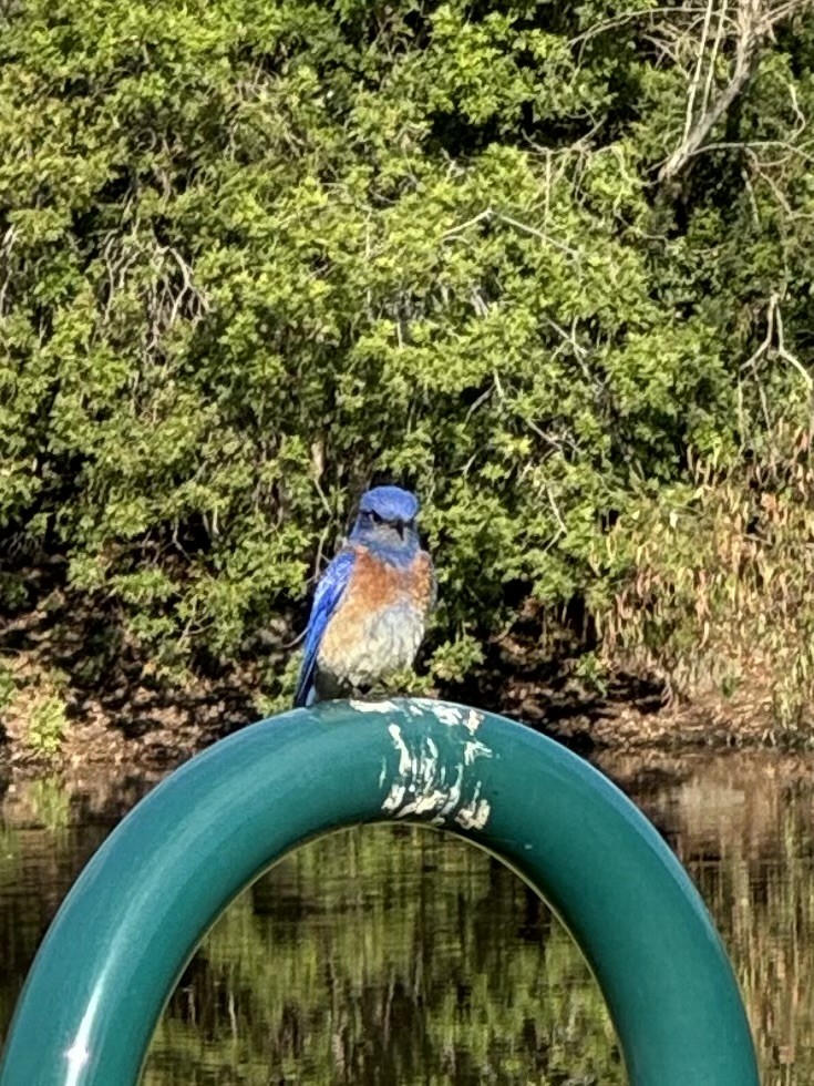 Western Bluebird - ML620762431