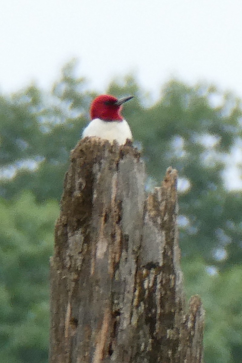 Red-headed Woodpecker - ML620762433
