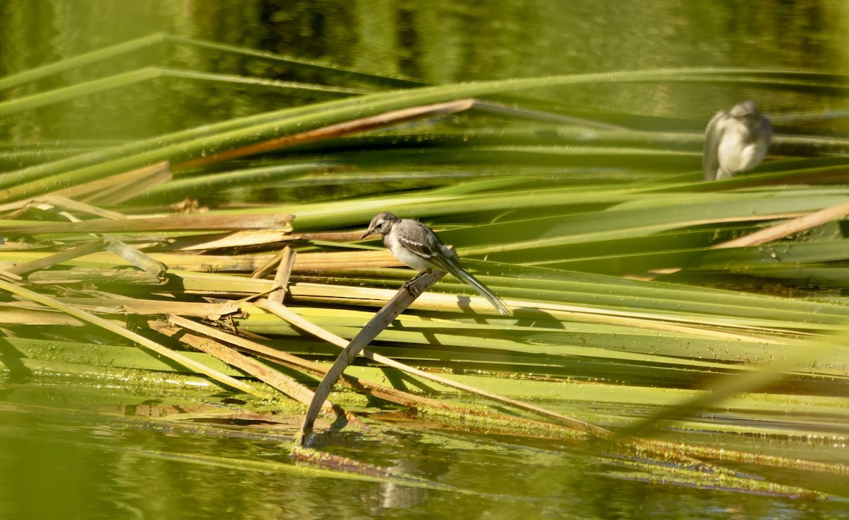 White Wagtail - ML620762435