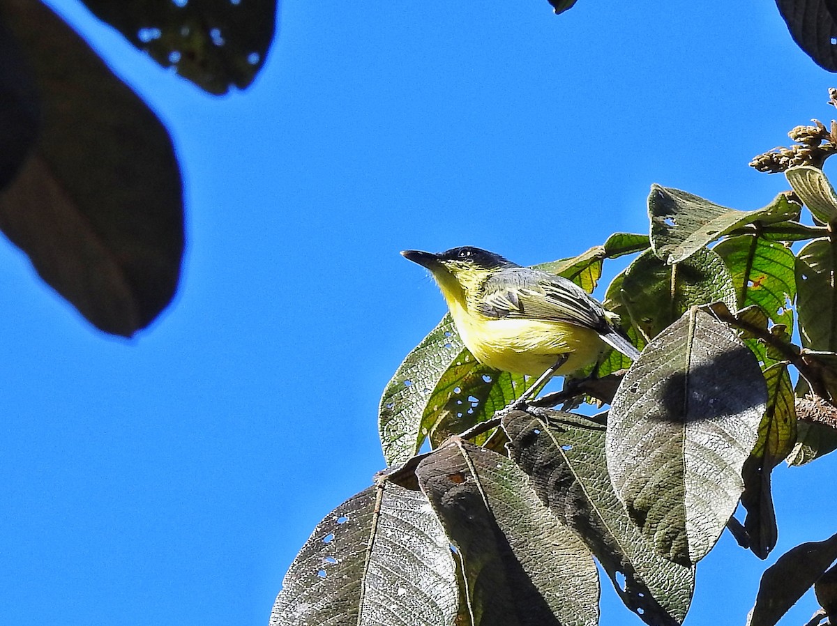 Common Tody-Flycatcher - ML620762436