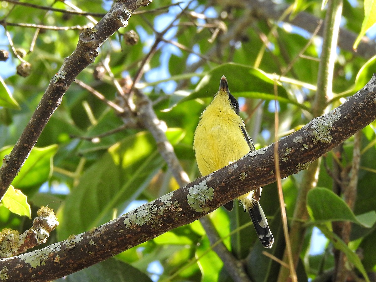 Common Tody-Flycatcher - ML620762437