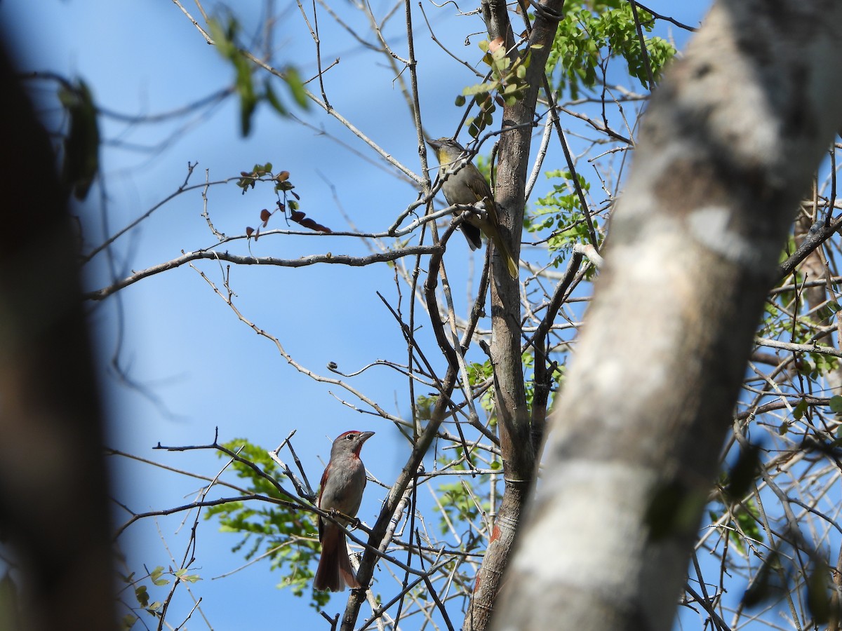 Rose-throated Tanager - ML620762439