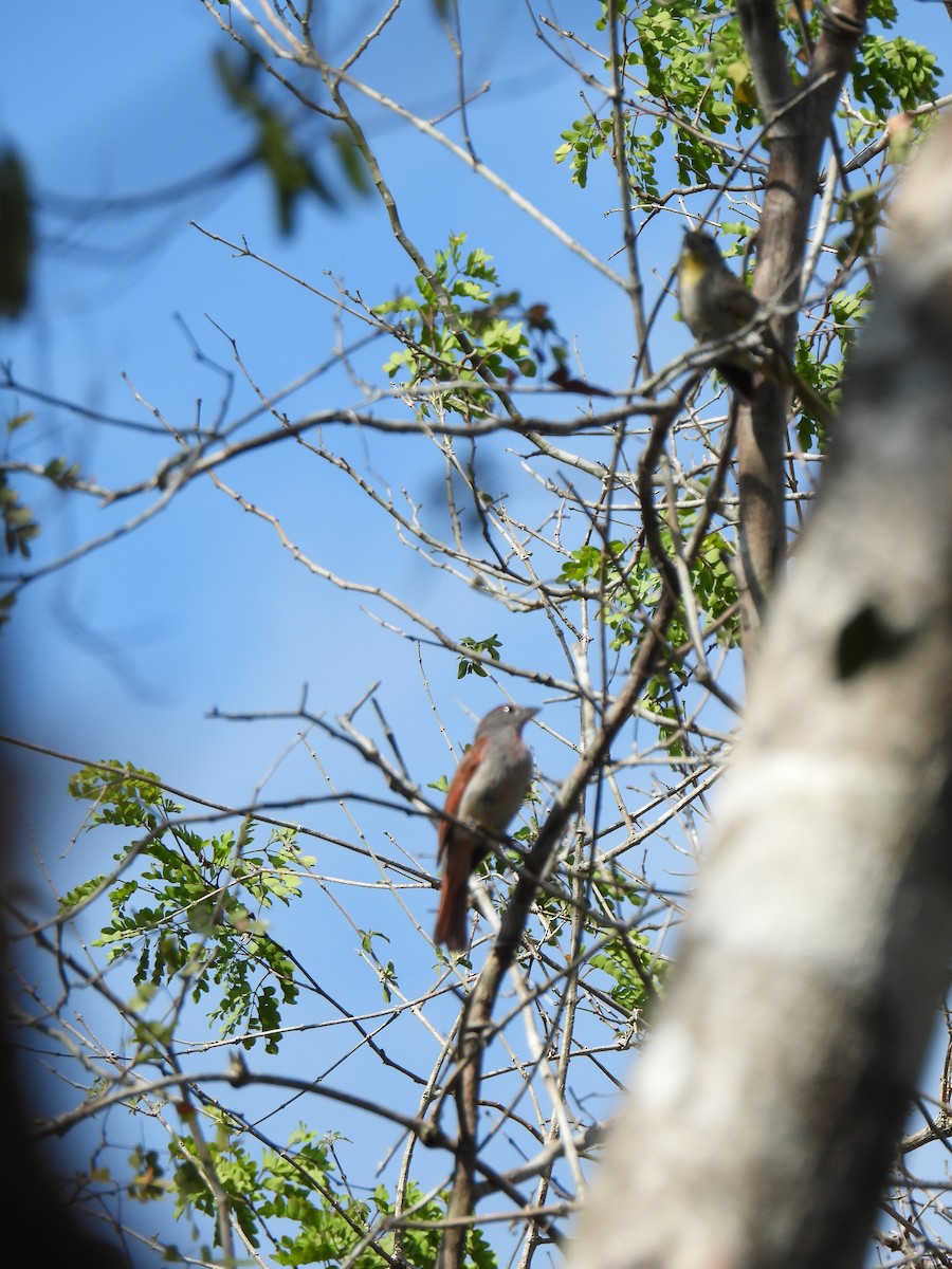 Rose-throated Tanager - ML620762440