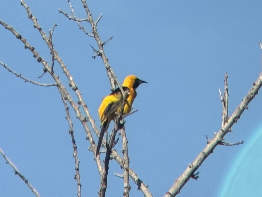 Hooded Oriole - ML620762442