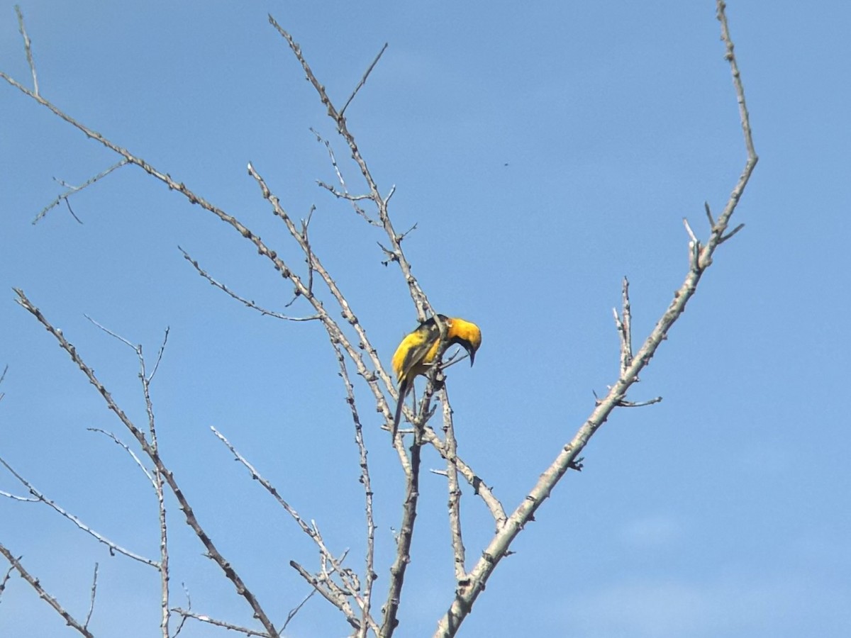 Hooded Oriole - ML620762443