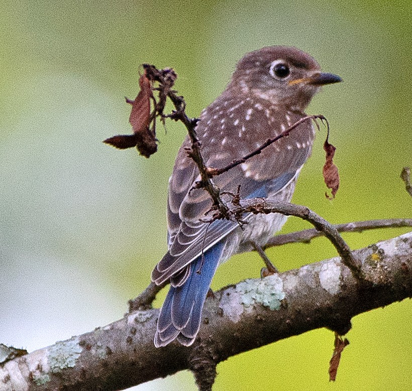 Eastern Bluebird - ML620762444