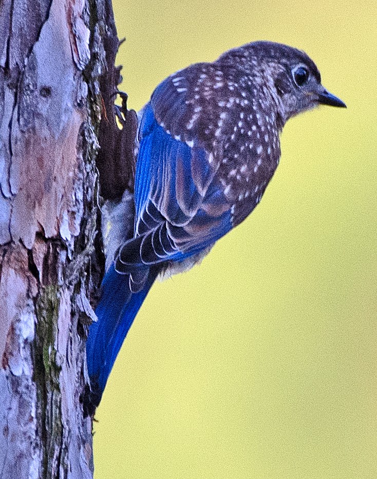 Eastern Bluebird - ML620762445