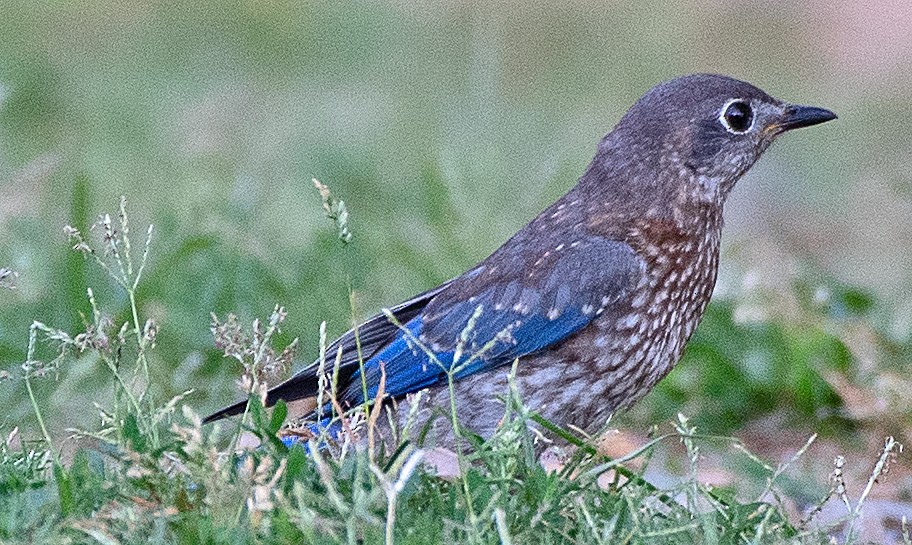 Eastern Bluebird - ML620762446