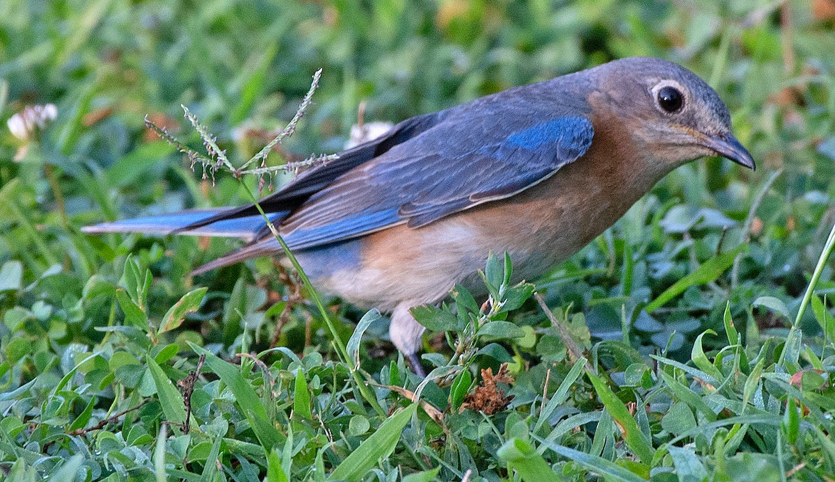 Eastern Bluebird - ML620762447