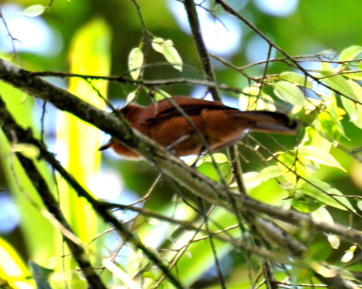 Rufous Mourner - Jerry Davis