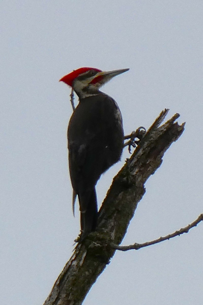 Pileated Woodpecker - K K