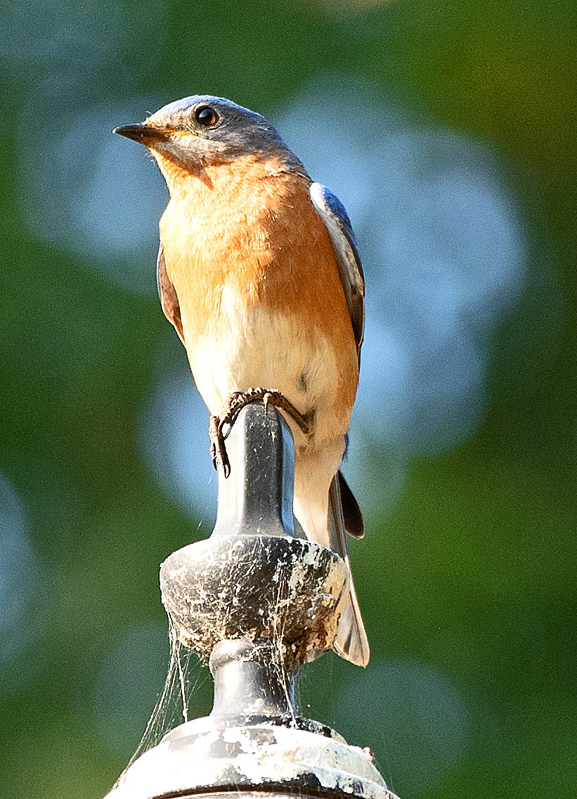 Eastern Bluebird - ML620762457