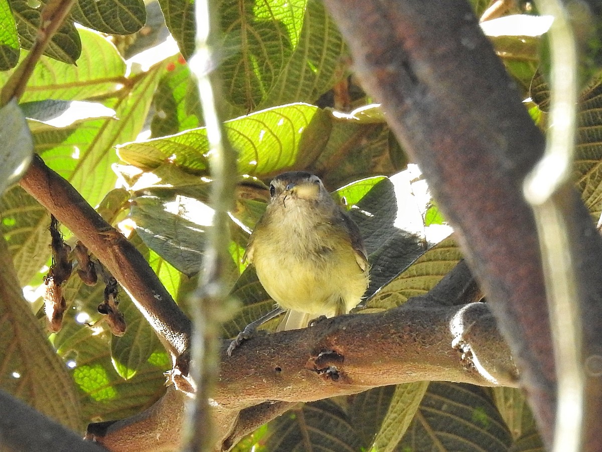 Vireo Chiví - ML620762461