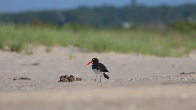 American Oystercatcher - ML620762463