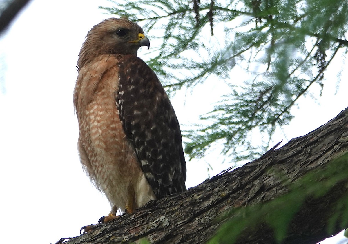 Red-shouldered Hawk - ML620762464