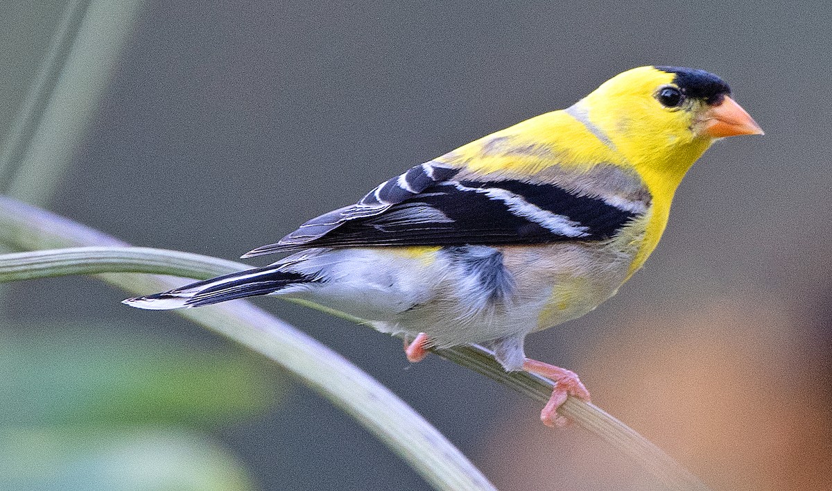 American Goldfinch - ML620762468