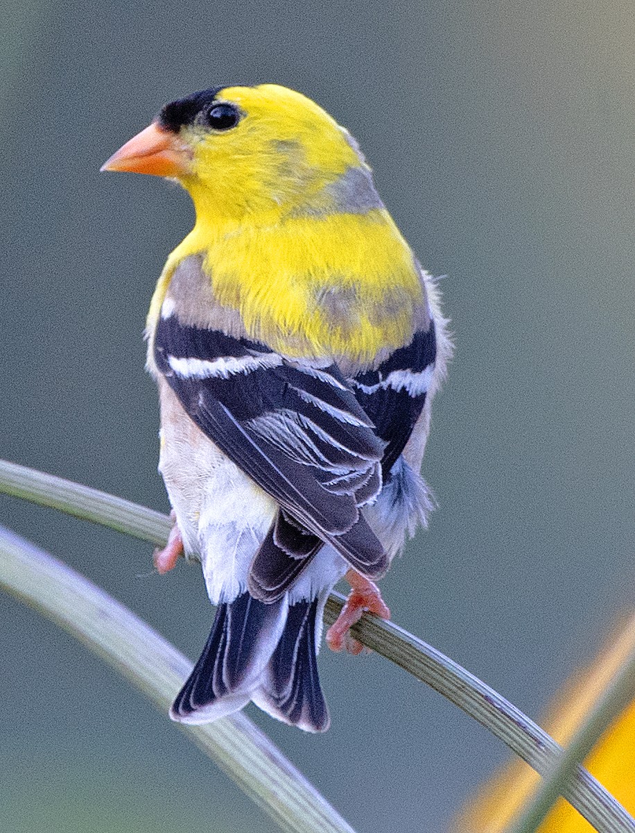 Chardonneret jaune - ML620762469