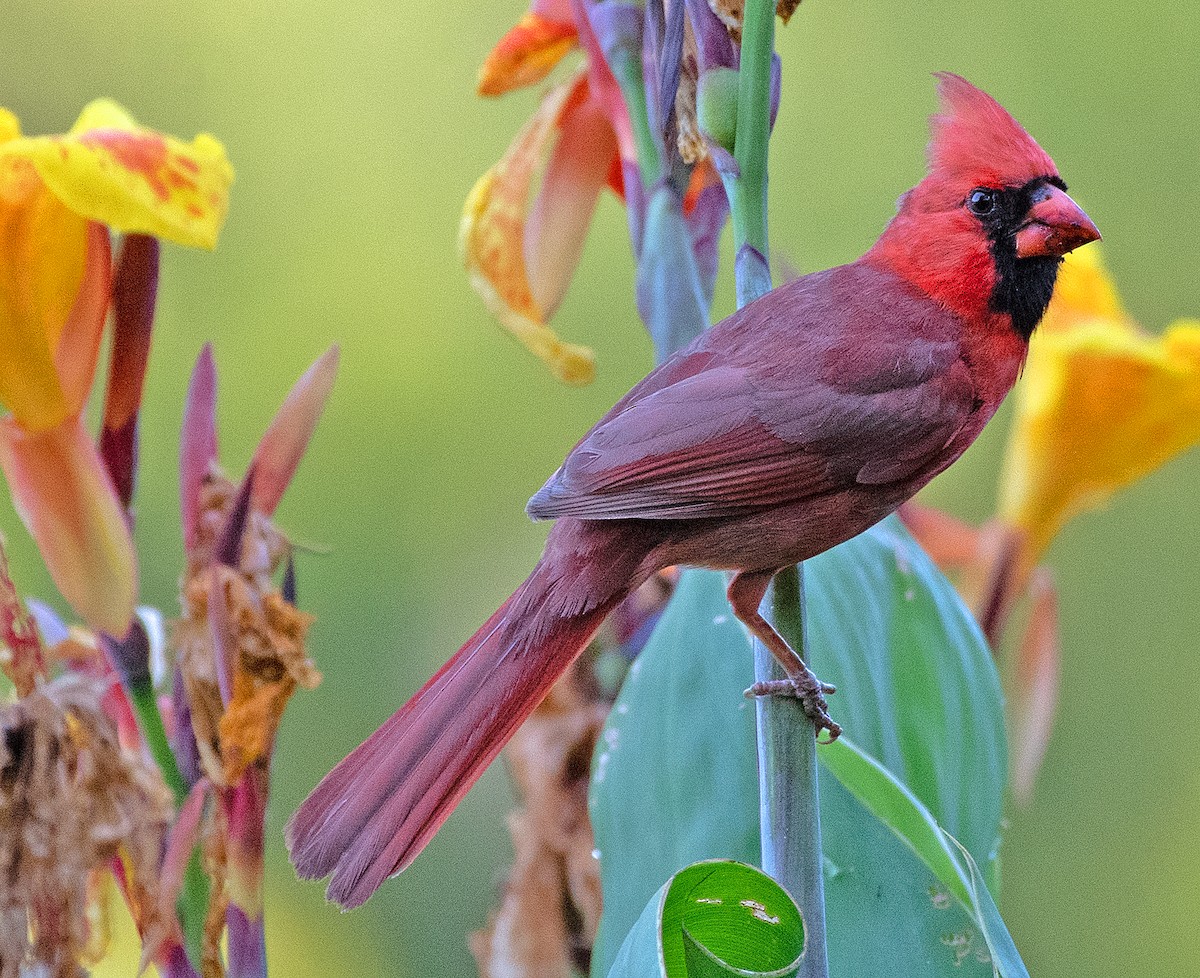 Northern Cardinal - Kenneth Butler