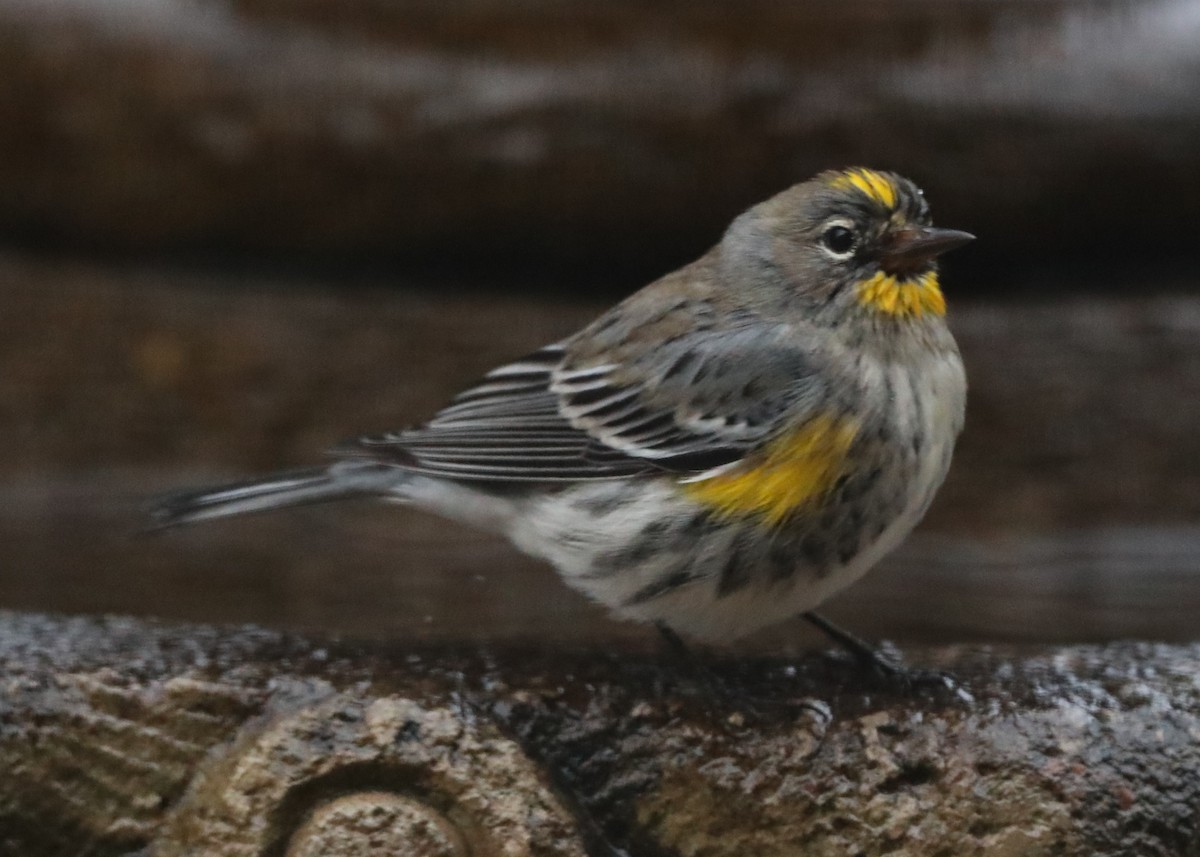 Yellow-rumped Warbler - ML620762478