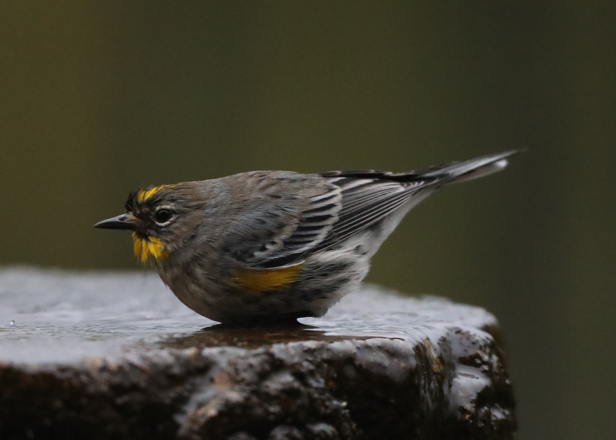 Yellow-rumped Warbler - ML620762480