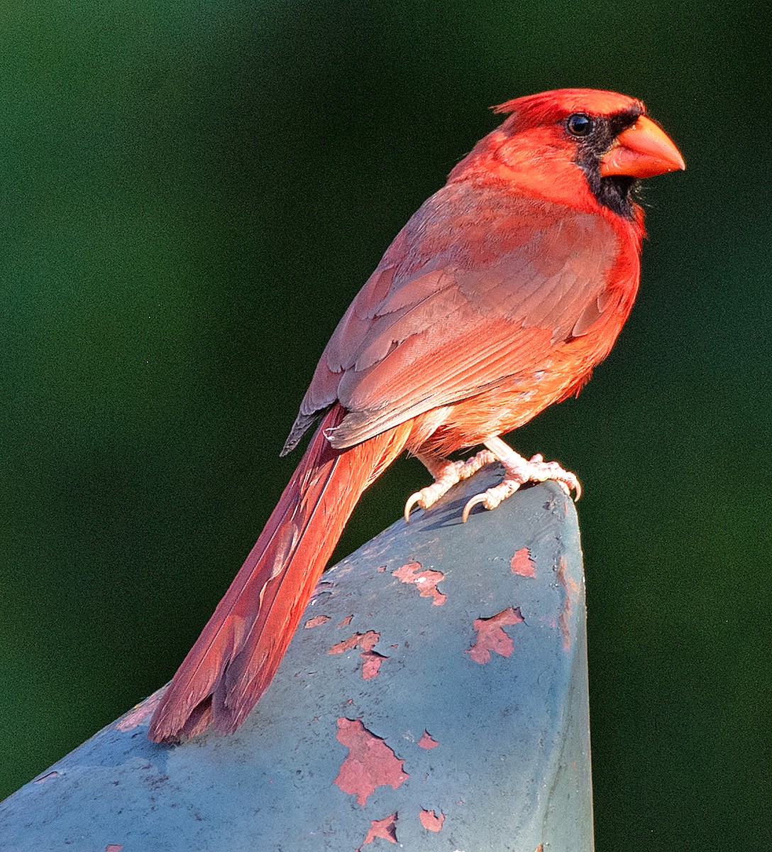 Northern Cardinal - ML620762482